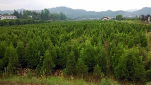 西施山庄苗木基地松柏树