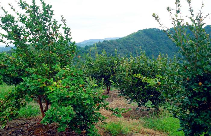 益阳市泥江口石子塘矿山生态修复——国家油茶林示范基地